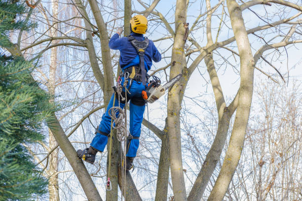 Best Lawn Pest Prevention  in Allison Rk, PA