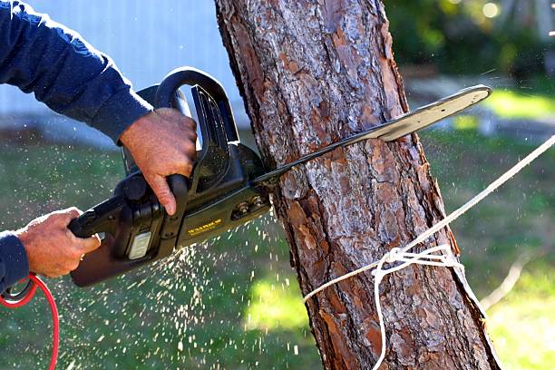 Best Tree Disease Treatment  in Allison Rk, PA