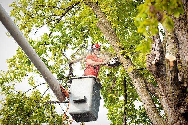 Best Tree Cabling and Bracing  in Allison Rk, PA