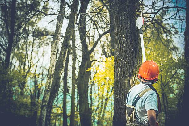 How Our Tree Care Process Works  in  Allison Park, PA